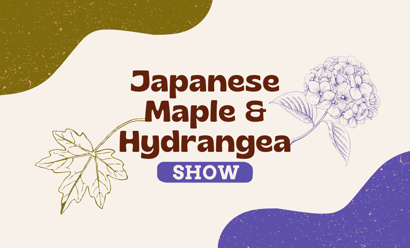 Japanese Maple and Hydrangea Show Just For You