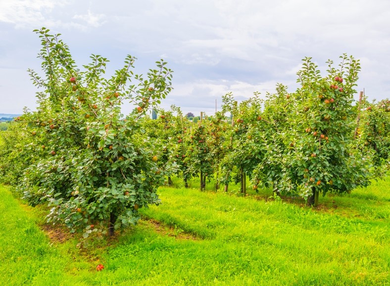 Apple orchard with rows of trees bearing red apples on a grassy field under a cloudy sky.