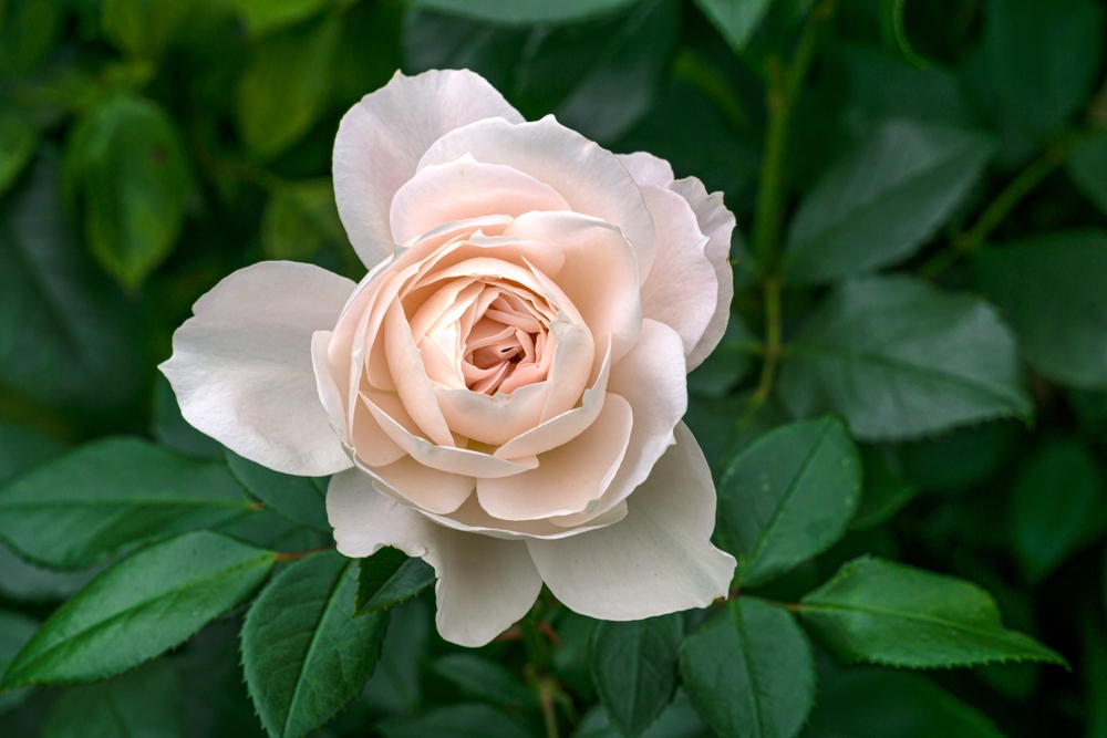 The Rose 'Coronation Gold' Bush Form, a pale pink beauty in full bloom, is gracefully surrounded by lush green leaves.