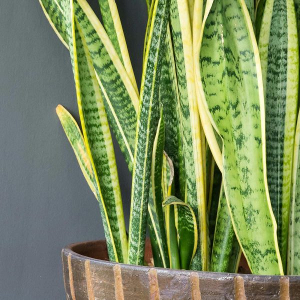 Tall green snake plant with yellow-edged leaves in a round wooden pot, reminiscent of a Hamptons garden, against a dark gray background.