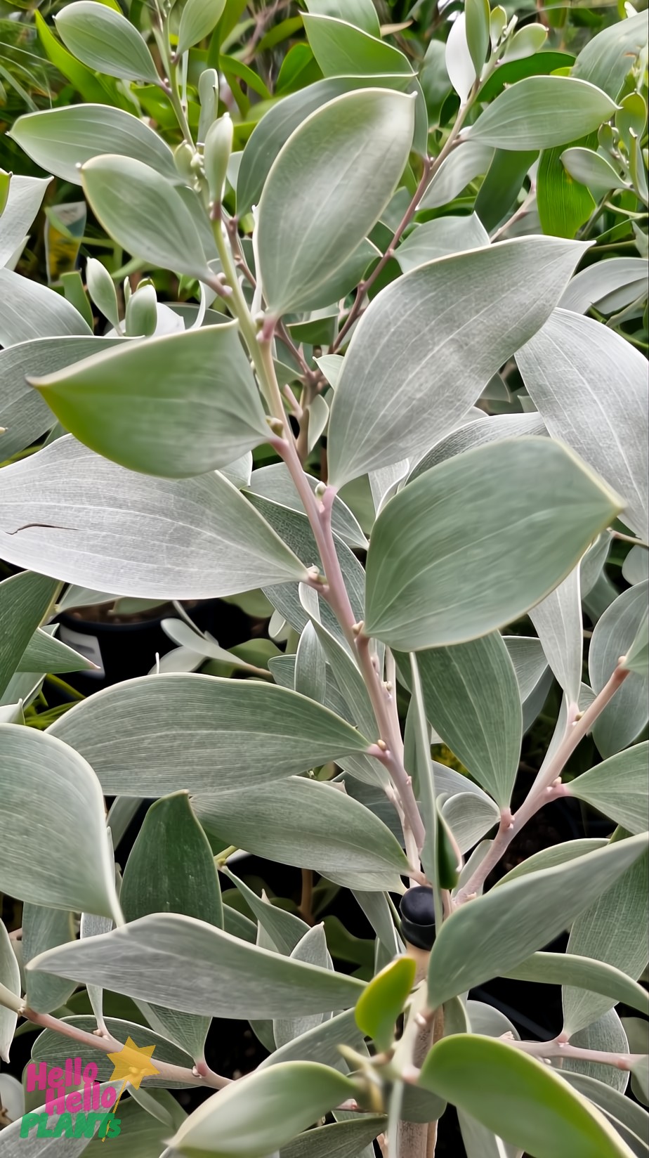 An Acacia 'Sterling Silver' 8" Pot showcases a Coastal Myall Wattle with elongated green leaves and a silvery sheen, nestled in lush foliage.