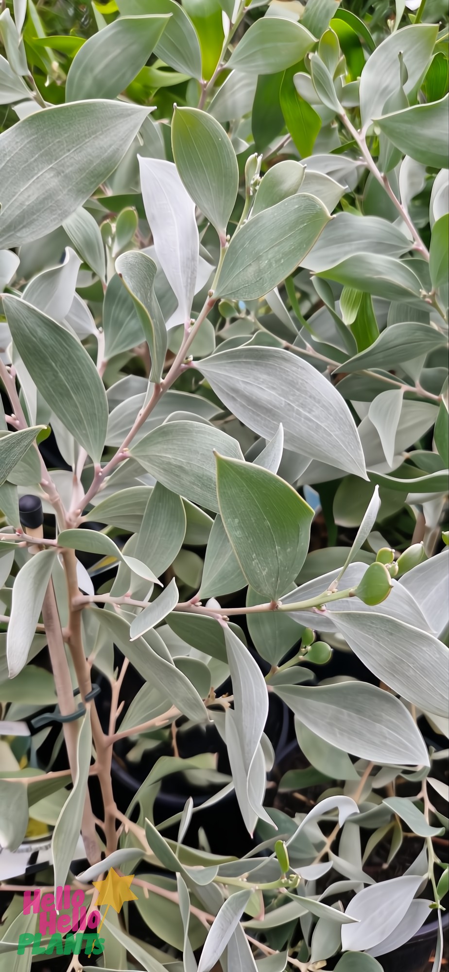 Close-up of the Acacia 'Sterling Silver' in an 8" pot, with its green elongated leaves and small round buds, highlighted by a slight silvery hue.