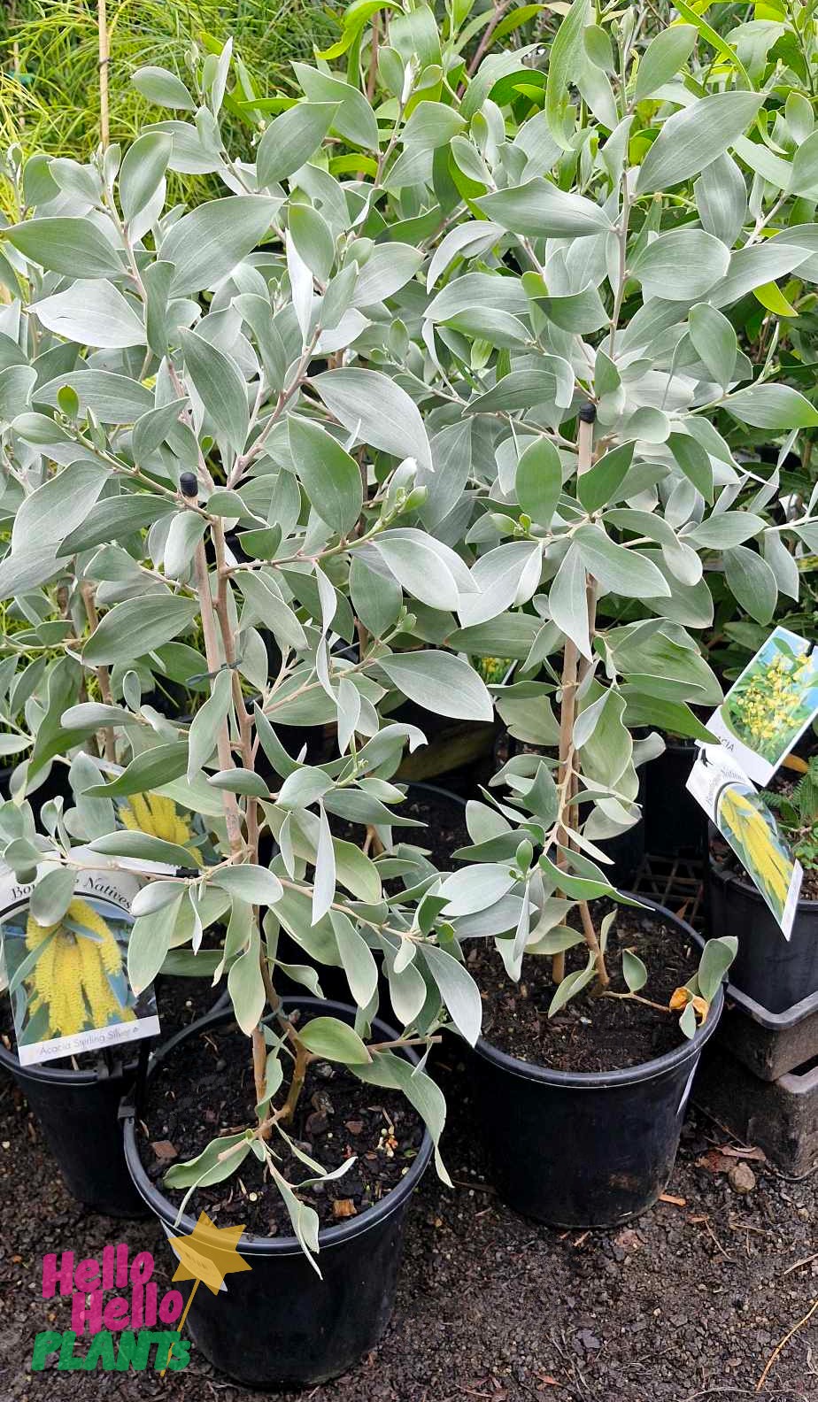 Acacia 'Sterling Silver' plants with silvery-green leaves are neatly arranged in black 8" pots with labels attached at a garden center.