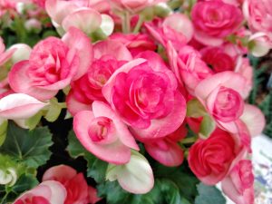 Close-up of blooming Begonia Tuberous 'Bright Pink' flowers in a 10" hanging basket, with green leaves in the background.