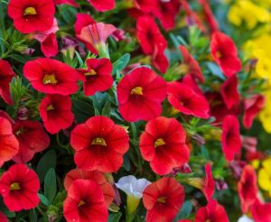 A close-up showcases Calibrachoa Calipetite® 'Red' in a 6" pot with vibrant red blossoms and lush green leaves, accented by a few white flowers in the background.