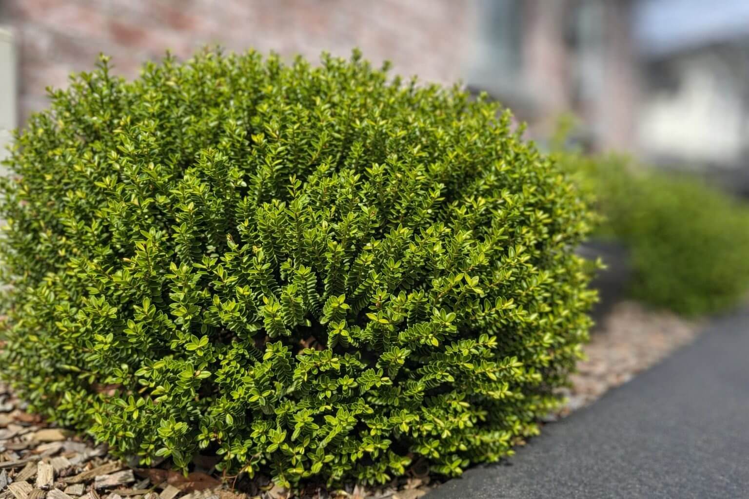 hebe emerald green in a garden bed