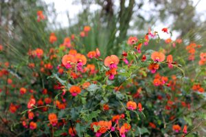 Orange and pink flowers bloom amidst green foliage in a natural setting.