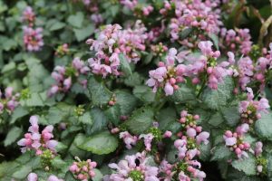 Lamium 'Pink Nancy' 15cm Pot features clusters of small, light pink flowers and green, serrated leaves that form dense groundcover.