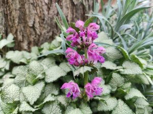 The Lamium 'Ghost' 6" Pot features clusters of purple flowers and green leaves, growing in front of a tree trunk and surrounded by dense, textured foliage.