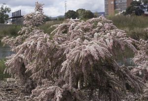 A Leptospermum 'Cardwell Pink' Tea Tree 6" Pot displays dense clusters of pale pink flowers, growing near water with a backdrop of buildings and trees.