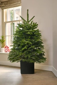 A small, natural evergreen tree stands in a black pot on a wooden floor next to a window.