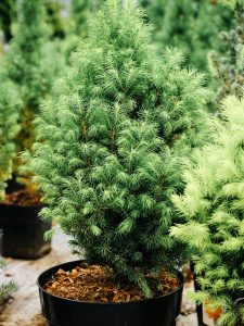 Potted evergreen tree with dense green foliage, placed outdoors among other similar trees.