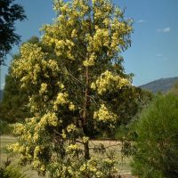 Tall tree with yellow flowers and narrow leaves stands in a garden landscape, with distant hills and clear blue sky in the background.