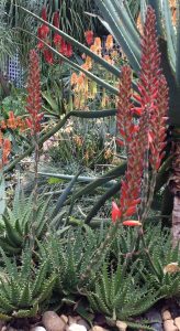 Aloe 'Bumble Bee™' plants, featuring tall red-orange flower stalks, grow amid rocks in a lush green garden, with additional orange-flowering plants seen in the background.