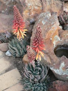 Aloe 'Bumble Bee™' features spiky green leaves and tall, cone-shaped clusters of orange and yellow flowers, growing beside large rocks.