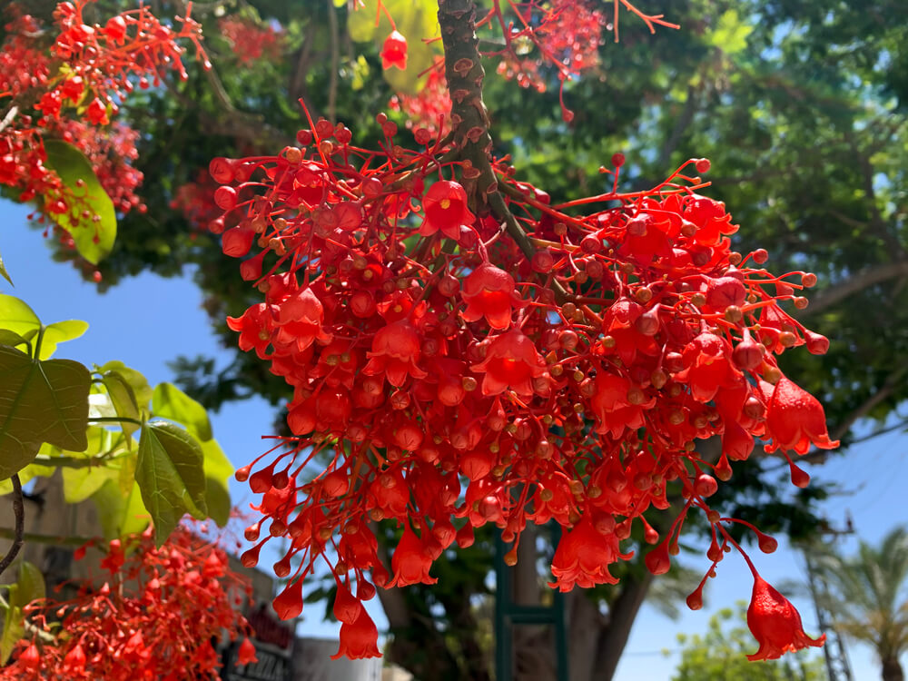 Clusters of vibrant red flowers from the Brachychiton 'Jerilderie Red' Flame Tree 100L hang among green leaves, set against a blue sky.
