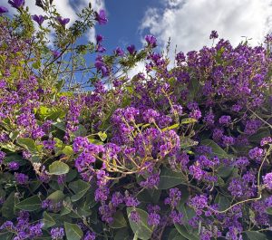 A dense wall of purple flowering vines and green leaves, accented by Leptospermum 'Pink Cascade' Tea Tree, thrives under a bright blue sky with scattered white clouds.