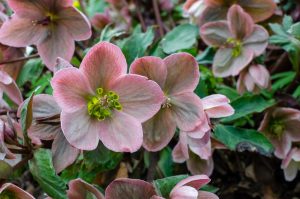 Close-up of several pink hellebore flowers with green centres and lush foliage, highlighting the beauty of Helleborus 'Winter Ballet Katie' in a 7" pot.