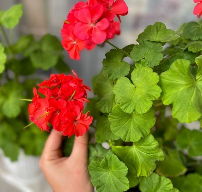 A hand holds a cluster of Pelargonium 'Red' Ivy Geranium flowers in a 10cm pot among green leaves, with another Ivy Geranium plant visible in the background.