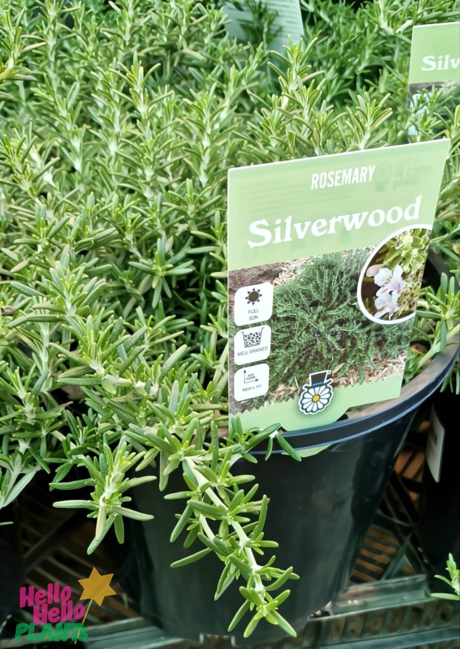 A Rosmarinus 'Silverwood' Prostrate Rosemary in an 8" pot, labeled and tagged with care, is displayed among other prostrate rosemary plants.