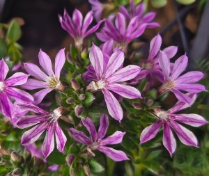 Scaevola 'Bombay Dark Blue' in a 6" pot features purple and white flowers with slender petals and lush green foliage.