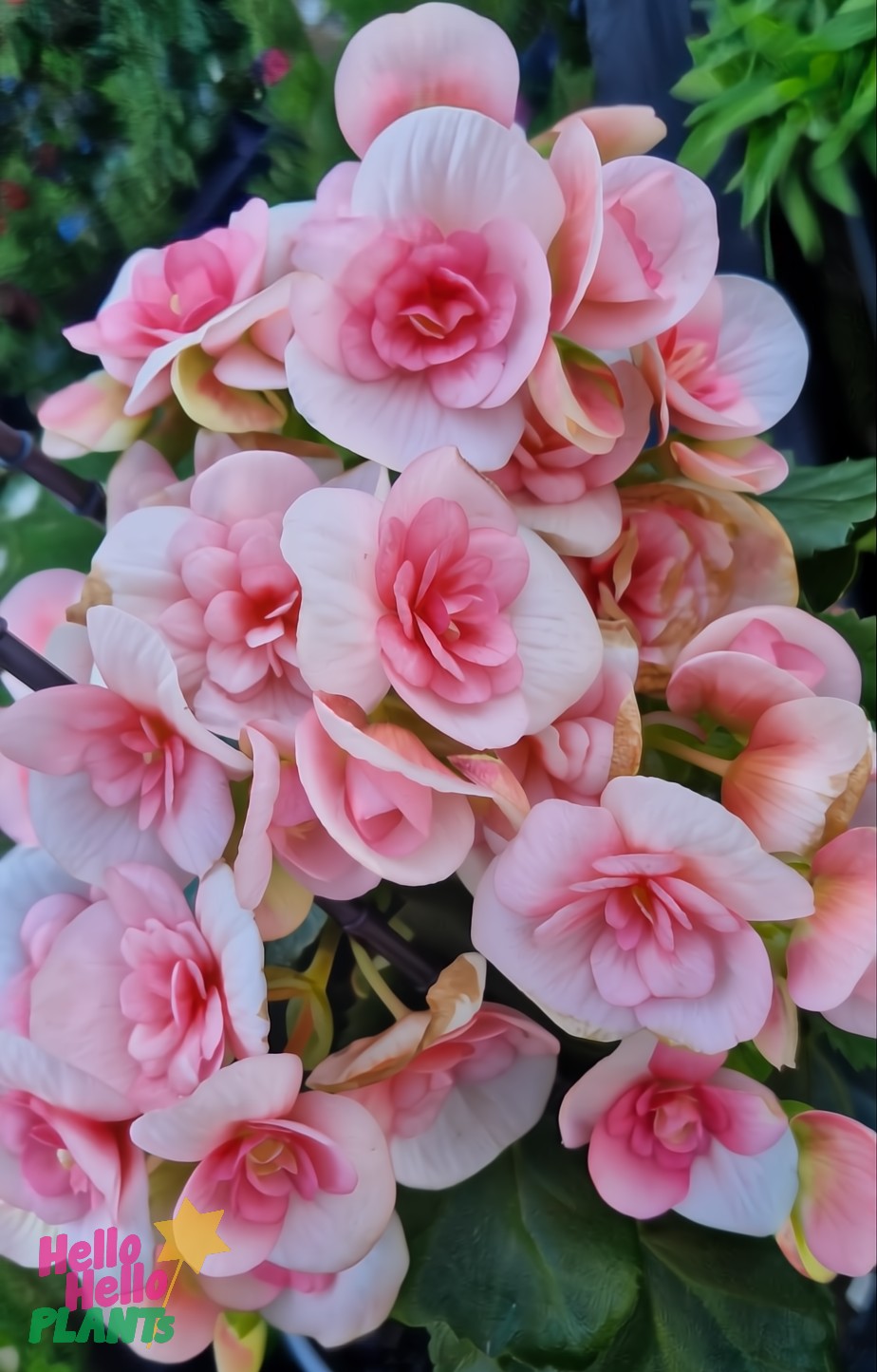 Close-up of Begonia Tuberous 'Peach Pink' in a 7" hanging basket, showcasing its overlapping pink flowers framed by lush green leaves.