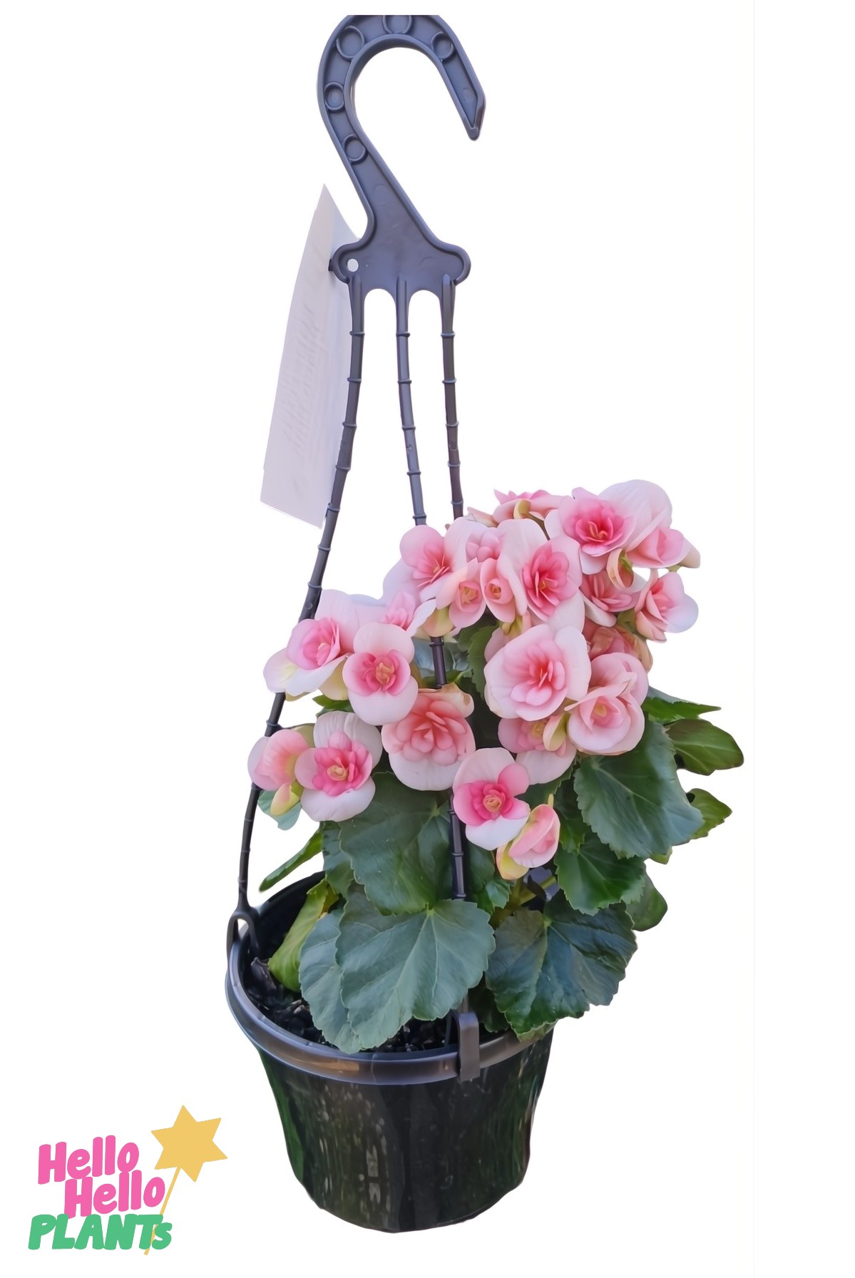 A Begonia Tuberous 'Peach Pink' 7" Hanging Basket features vibrant pink blooms and lush green leaves against a pristine white background.