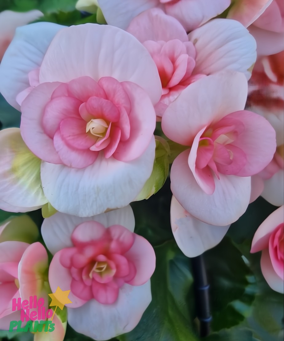 A close-up of pink and white Begonia Tuberous 'Peach Pink' flowers with layered petals and lush green leaves in a 7" hanging basket. A "Hello Hello Plants" logo is visible in the corner.