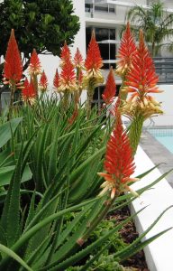 Aloe 'Spots N Dots™' features tall, spiky green leaves and vivid red-orange blooms, thriving in a welcoming outdoor landscape beside a building and swimming pool.