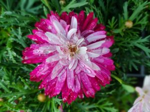 Close-up of an Argyranthemum 'Aramis Pink Eye' Marguerite Daisy in a 6" pot, showcasing vibrant pink and white petals adorned with water droplets, surrounded by lush green foliage.