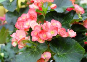 The Begonia Tuberous 'Bright Yellow' thriving densely in a bright setting, features vibrant blooms with lush dark green leaves.
