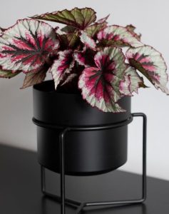 The Begonia rex 'Silver White' features pink and green variegated leaves in a black pot on a wire stand, offering easy care while enhancing any space.