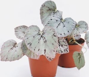 Two Begonia rex 'Pink' 6" pot plants feature heart-shaped leaves with a silvery texture and dark green veining, ideal for showcasing their striking beauty.