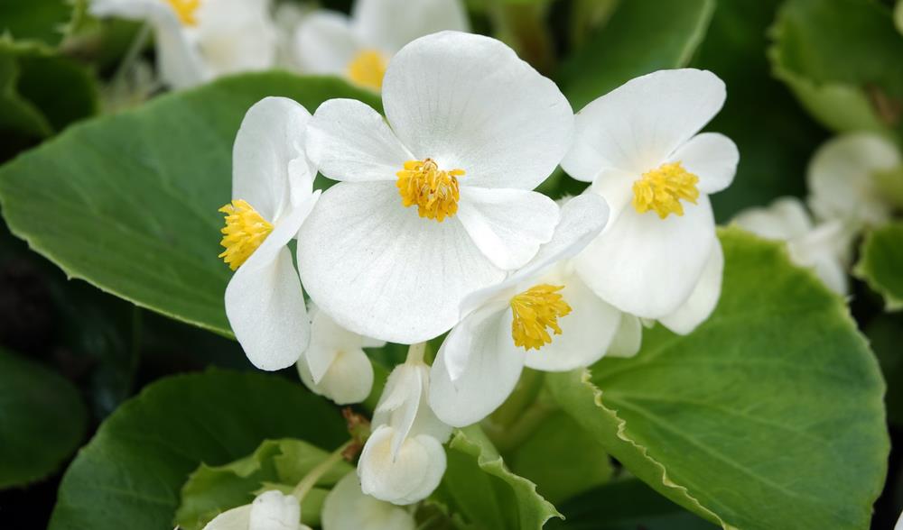 Close-up of Begonia Tuberous 'Light Pink' 7" in a hanging basket, showcasing white flowers with yellow centers, framed by lush green leaves.
