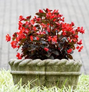 A stone planter holds Begonia Dragon Wing® 'Red Bronze Leaf' with vibrant red flowers and dark leaves, set on grass with a paved backdrop.