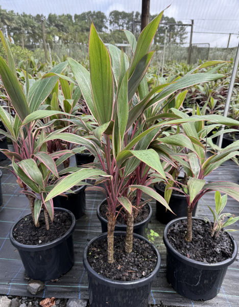 In the greenhouse, Cordyline 'Pink Diamond' plants, with long green leaves and pink edges, are beautifully arranged on a black grid mat, each nestled in a 12" pot.