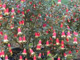 Discover the allure of Correa 'Mallee Bells' with its charming pink and white bell-shaped flowers adorning thin branches. Ideal for your garden, this delightful shrub could be the highlight of our Growers Flash Sale, available in a 6" pot.