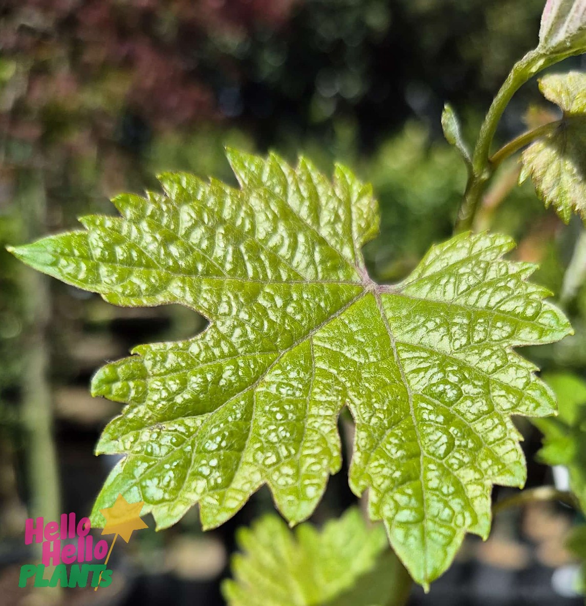 Close-up of a green, serrated Vitis 'Cabernet Sauvignon' Grape 2L leaf with textured surface, photographed outdoors; "Hello Hello Plants" logo in the lower left corner.