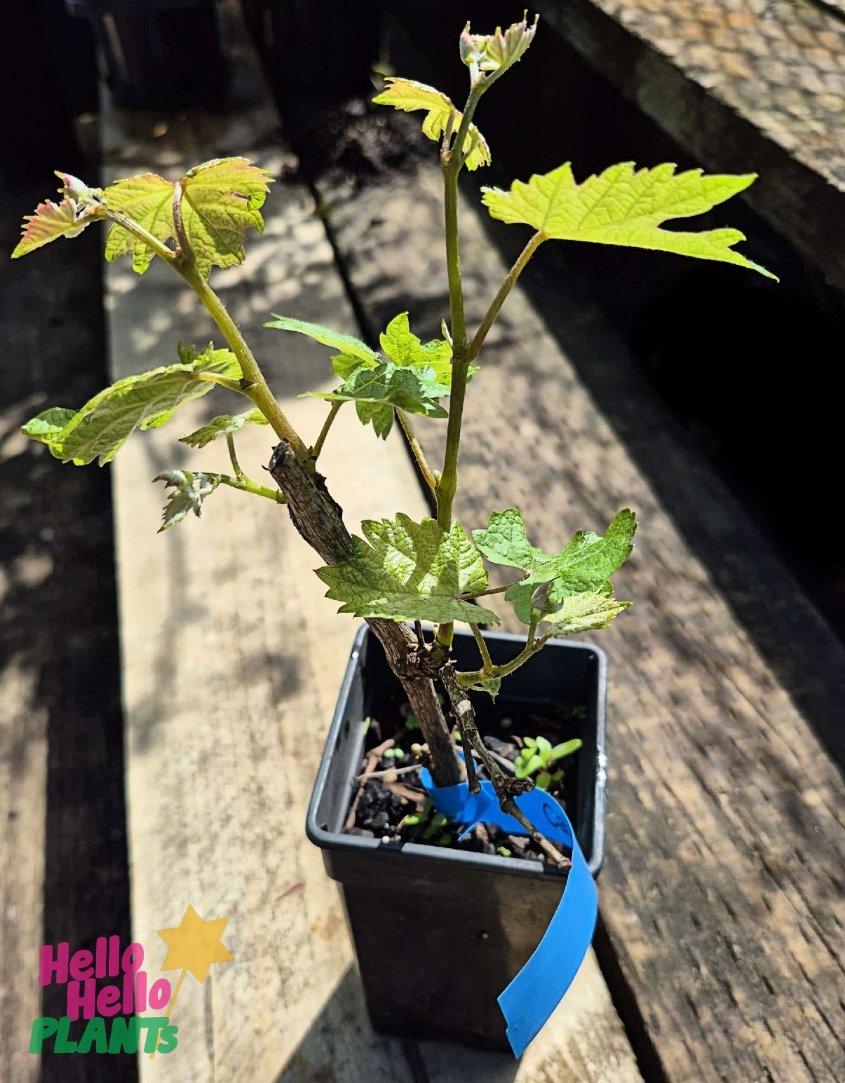A Vitis 'Cabernet Sauvignon' Grape 2L plant with green leaves is growing in a black plastic pot on a wooden surface, featuring a blue label and sunlight shining on it.