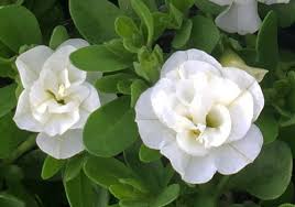 Two white flowers with layered petals, akin to the Calibrachoa Aloha 'Double Orange' in a 6" pot, are framed by lush green leaves.