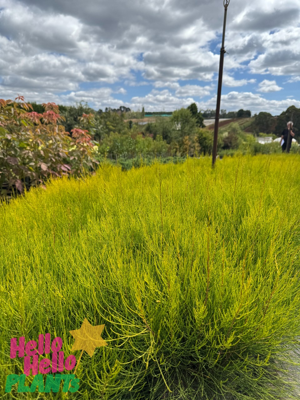 Amidst lush green-yellow foliage, a cloudy sky hangs above distant trees. The scene's charm is enhanced by the "Hello Hello Plants" logo in the bottom left corner, teasing an upcoming Growers Flash Sale on Casuarina 'Green Wave' PBR 8" Pot.