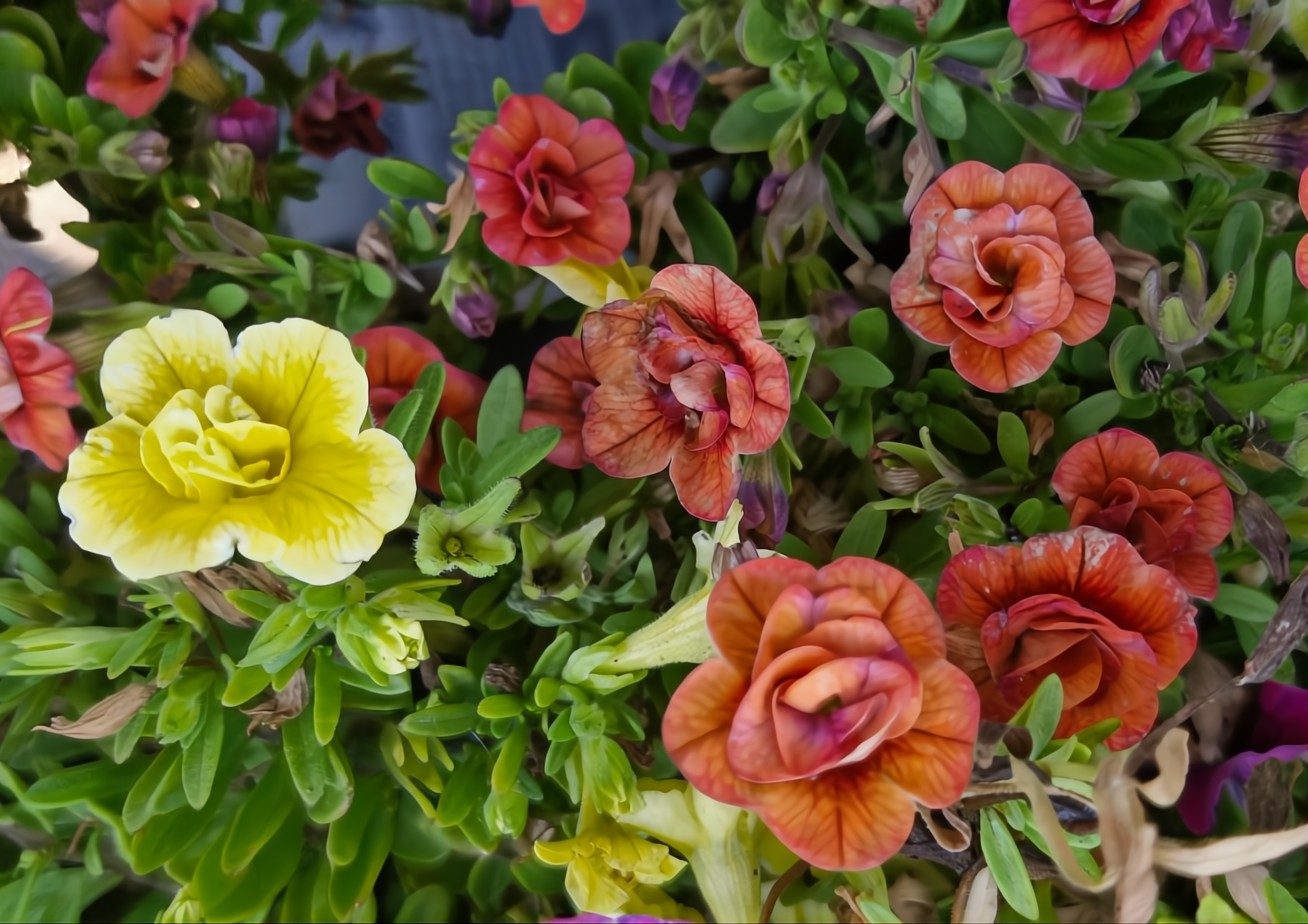 A cluster of vibrant Calibrachoa 'Tik Tok' in orange, red, and yellow petals fills the assorted 6" pot gracefully, with green leaves complementing a garden setting.