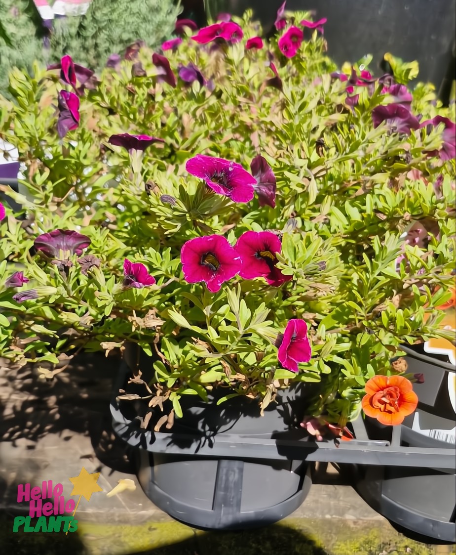 The Calibrachoa 'Tik Tok' in an assorted 6" pot features vibrant purple and orange blooms that thrive beautifully outdoors on a sunny day.
