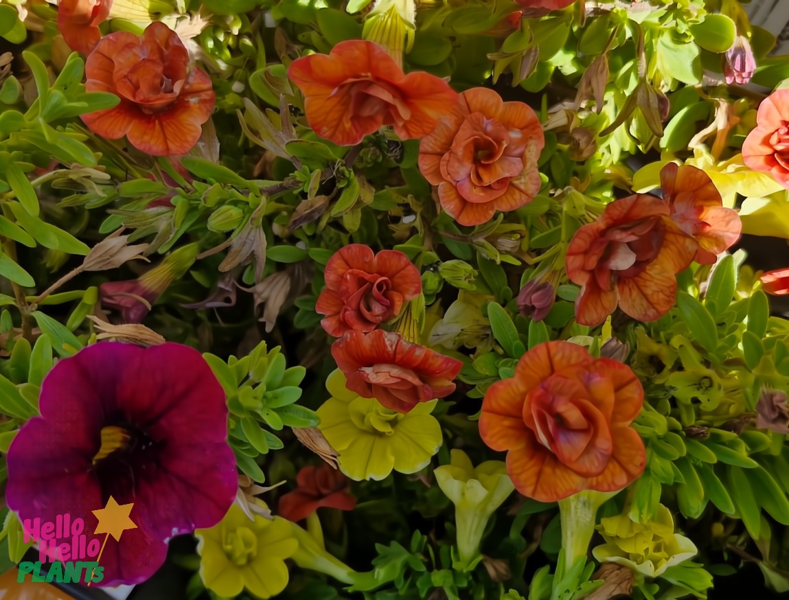 In a lively garden scene, bright orange Calibrachoa 'Tik Tok' flowers bloom next to a single deep purple blossom in an assorted 6" pot, with lush green leaves framing the harmonious display.