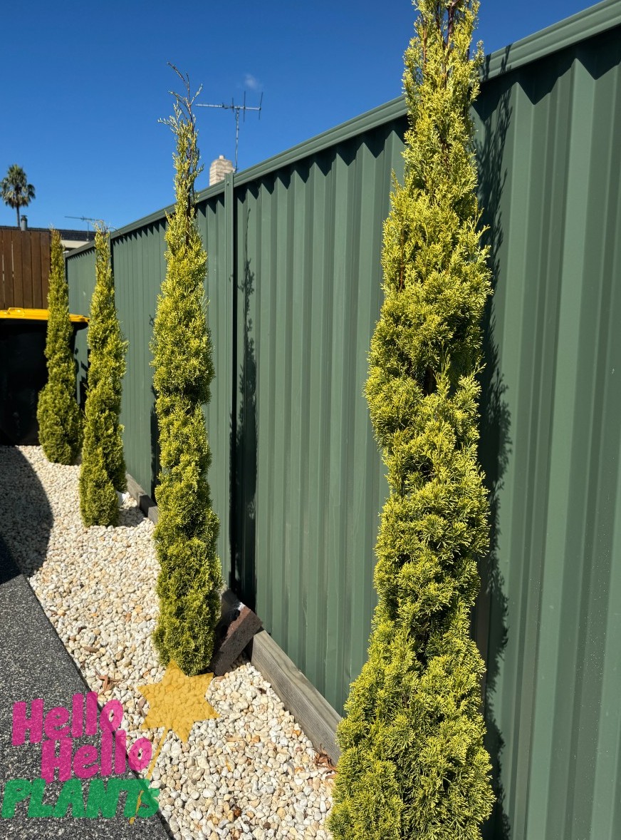 Cupressus 'Swanes Gold' Conifer shrubs in 8" pots from the Grower Flash Sale line a green metal fence with gravel ground cover under a blue sky.