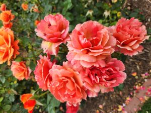 The Rose 'Falstaff' (David Austin) bush features orange and pink blooms with lush green leaves, set against a background of mulch.