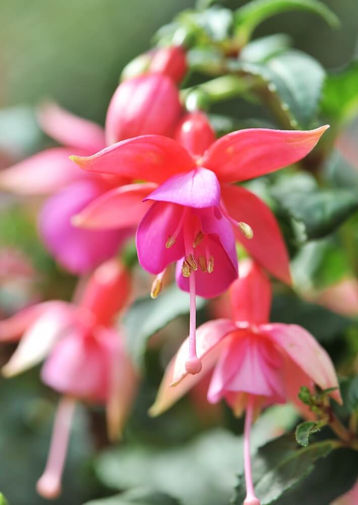 Close-up of vibrant pink and purple Fuchsia 'Fairytales Shaylah' flowers in a 10" Hanging Basket, with lush green leaves softly blurred in the background.