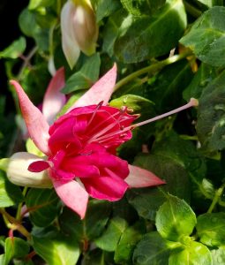 A Fuchsia 'Fairytales Ada' 10" hanging basket features a close-up of vibrant pink blooms with long stamens, framed by lush green leaves.