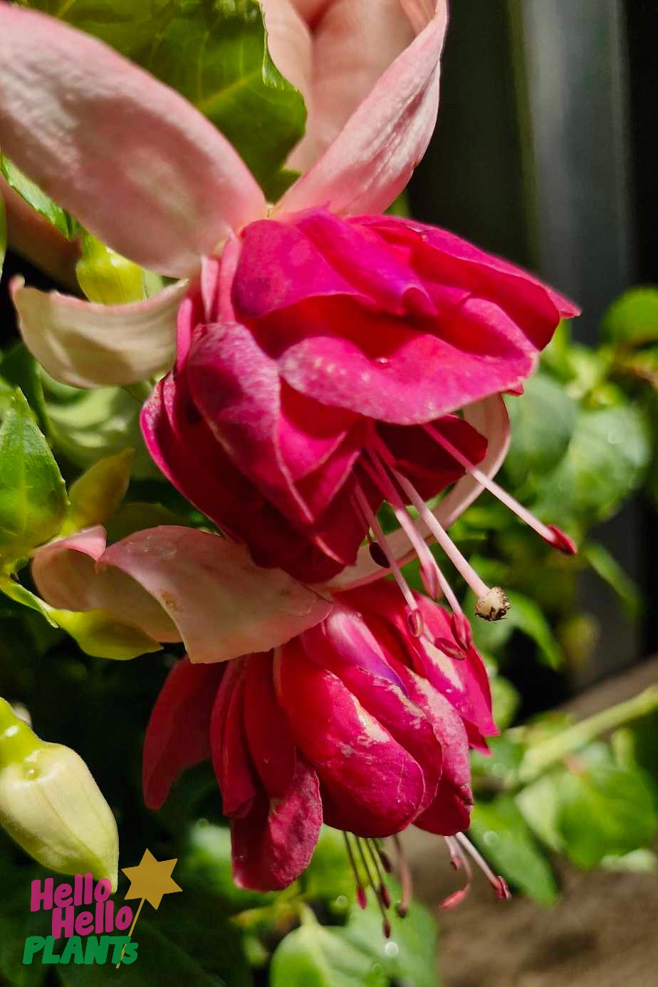 Close-up of Fuchsia 'Fairytales Ada' in a 10" hanging basket, showcasing vibrant pink and white flowers cascading amidst lush green leaves.
