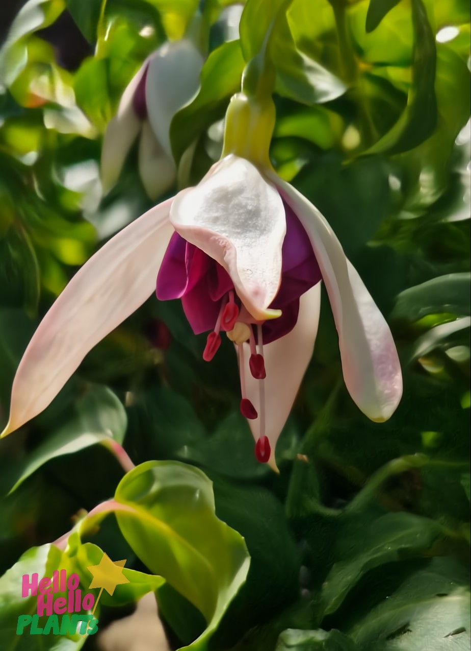 The Fuchsia 'Fairytales Ada' 10" hanging basket features pink and white elongated petals gracefully swaying, set against a lush backdrop of green leaves.